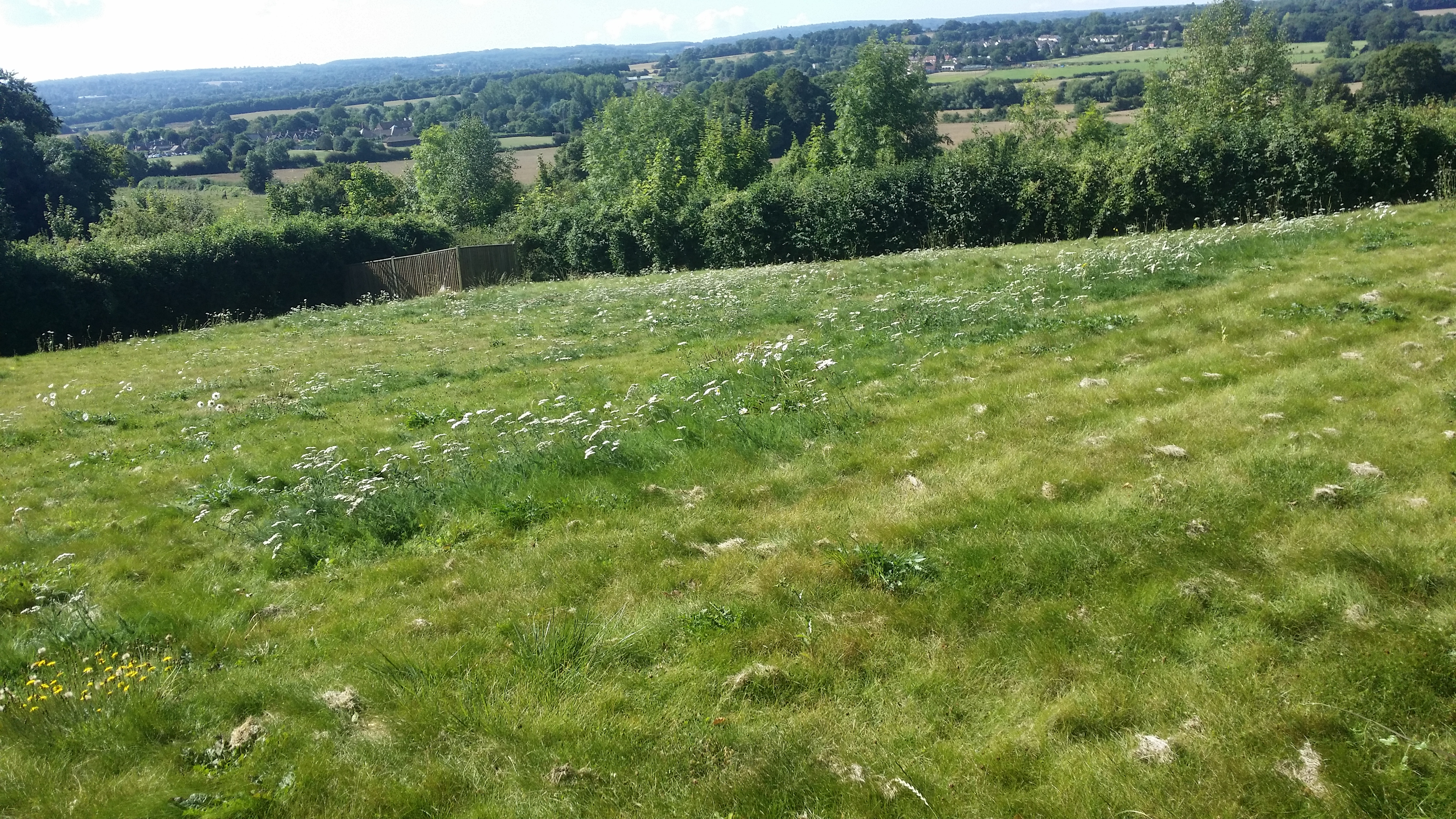 more a meadow than lawn